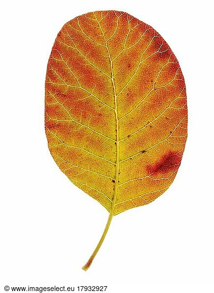 Gefallenes Herbstblatt  leuchtend bunte Blätter