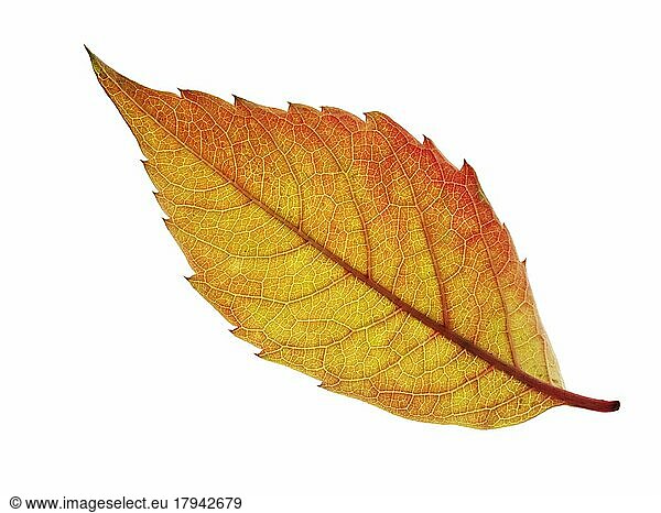 Gefallenes Herbstblatt  leuchtend bunte Blätter