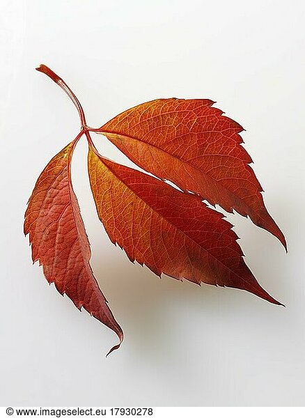 Gefallenes Herbstlaub - Virginia Creeper  Leuchtend bunte Blätter