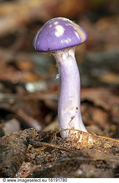 Gefleckte Schildkröte oder Viscid Violet Cort (Cortinarius iodes) - Pisgah National Forest  Brevard  North Carolina  USA [Flache Tiefenschärfe].