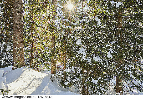 Gefrorene Fichten oder europäische Fichten (Picea abies) an einem sonnigen Tag auf dem Lusen  Bayerischer Wald; Bayern  Deutschland