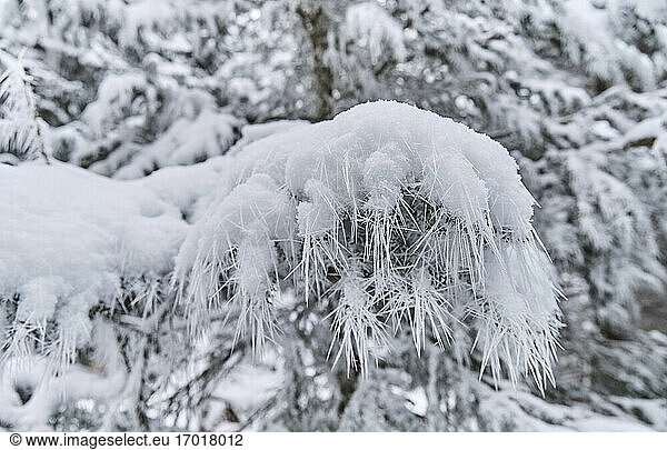Gefrorener Zweig vor schneebedeckten Bäumen