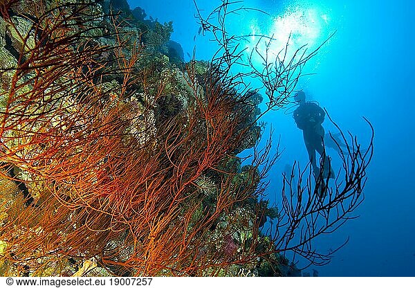 Gegelichtaufnahme von Schwarze Korallen (Antipathes dichotoma) an Steilwand Drop Off von Korallenriff  im Hintergrund Silhouette von Taucher  Rotes Meer  Panoramariff Panorama Reef  Safaga  Ägypten  Afrika