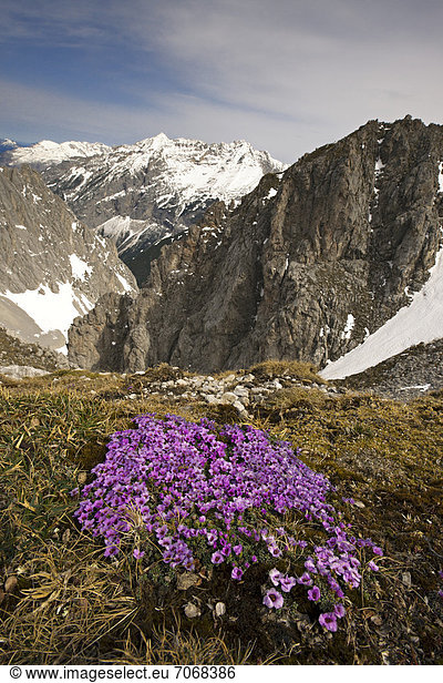Gegenblättriger Steinbrech (Saxifraga oppositifolia subsp. oppositifolia)  hinten Pleisen-Spitze und Hoher Gleirsch  vom Hafelekar aus gesehen  Karwendel-Gebirge  Tirol  Österreich  Europa