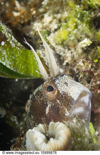 Gehörnter Schleimfisch (Parablennius tentacularis). Parco Capo Caccia Alghero. Sardegna. Italien.