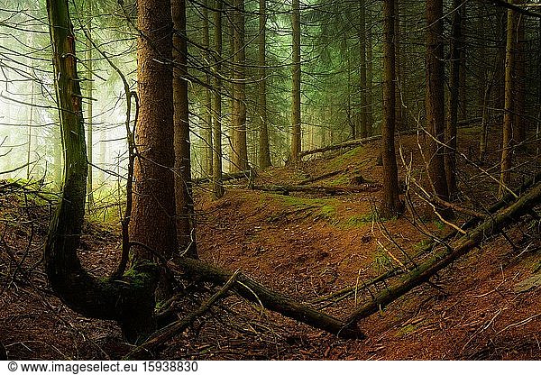Geheimnisvoller dichter Fichtenwald mit Nebel  Thüringer Wald  Thüringen  Deutschland  Europa