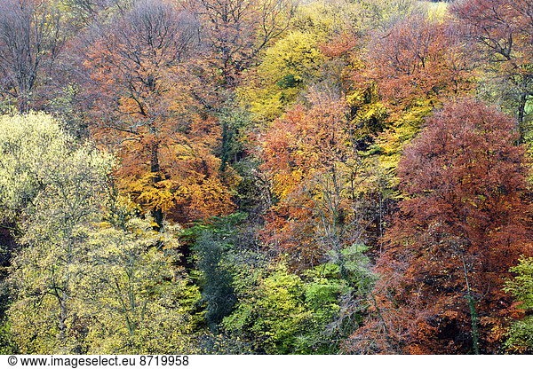 gehen  Baum  lang  langes  langer  lange  Herbst  Yorkshire and the Humber  Mutter - Mensch  England  Norden