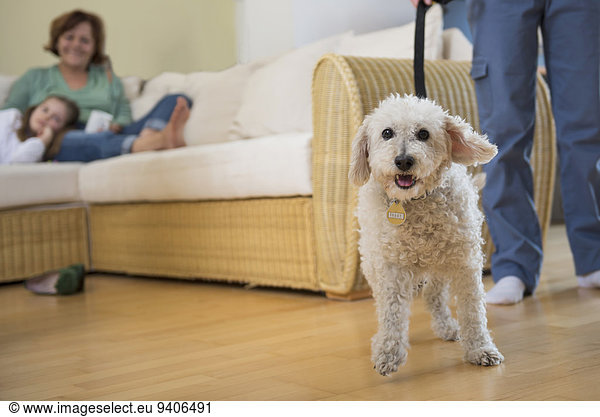 gehen Start Hund Mädchen
