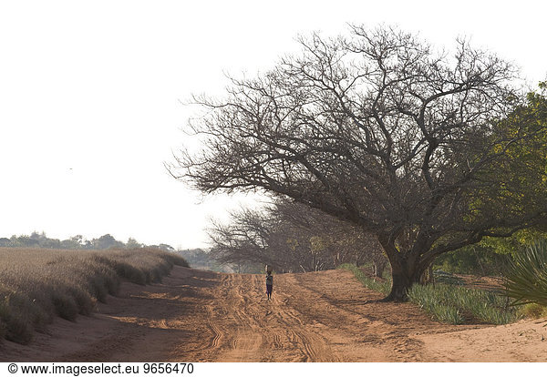 Gehende Frau  Berenty Private Reserve  Madagaskar  Afrika