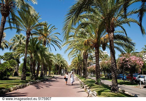 Gehhilfe  Frankreich  Baum  Palme  vorwärts  Menschenreihe  Cannes