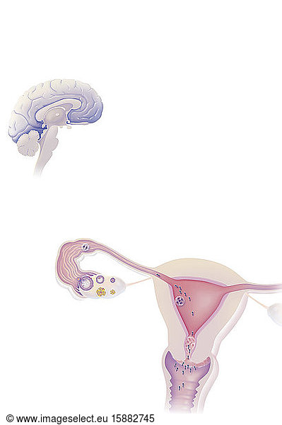 Gehirn und Eierstock  Gebärmutterschleimhaut  Gebärmutterhalsschleim  Ziel von hormonellen Verhütungsmitteln. Der Hypothalamus reguliert die Sekretion von FSH und LH aus der Hypophyse. FSH und LH treten zum Zeitpunkt der Follikelphase und des Eisprungs auf. Im Falle einer Befruchtung wandert die von den Spermien befruchtete Eizelle in die Gebärmutter und nistet sich dort in der Gebärmutterschleimhaut ein. Die hormonelle Empfängnisverhütung blockiert die Hypothalamus-Hypophysen-Achse  hemmt den Eisprung  macht die Gebärmutterschleimhaut ungeeignet für die Einnistung und/oder verändert den Gebärmutterhalsschleim  so dass er nicht mehr für die Spermienwanderung geeignet ist.