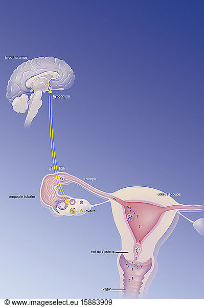 Gehirn und Eierstock  Gebärmutterschleimhaut  Gebärmutterhalsschleim  Ziel von hormonellen Verhütungsmitteln. Der Hypothalamus reguliert die Sekretion von FSH und LH aus der Hypophyse. FSH und LH treten zum Zeitpunkt der Follikelphase und des Eisprungs auf. Im Falle einer Befruchtung wandert die von den Spermien befruchtete Eizelle in die Gebärmutter und nistet sich dort in der Gebärmutterschleimhaut ein. Die hormonelle Empfängnisverhütung blockiert die Hypothalamus-Hypophysen-Achse  hemmt den Eisprung  macht die Gebärmutterschleimhaut ungeeignet für die Einnistung und/oder verändert den Gebärmutterhalsschleim  so dass er nicht mehr für die Spermienwanderung geeignet ist.