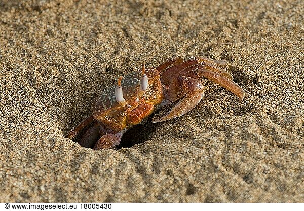 Geisterkrabbe (Ocypode gaudichaudii)  Geisterkrabben  Andere Tiere  Krebse  Krustentiere  Tiere  Ghost crab