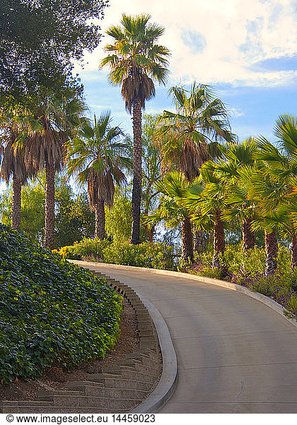 Gekrümmte Straße flankiert von Palmen