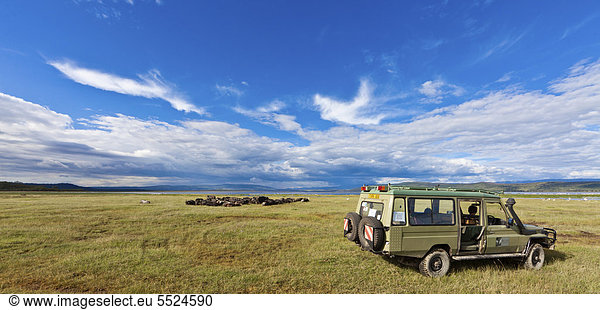 Geländewagen  hinten eine große Gruppe von Afrikanischen Büffeln (Syncerus caffer) am Lake Nakuru  Lake-Nakuru-Nationalpark  Kenia  Ostafrika  Afrika  ÖffentlicherGrund