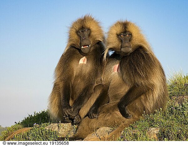 Gelada baboons (Theropithecus gelada)  blood-breasted baboons  two males sitting side by side  Semien National Park  Ethiopia  Africa