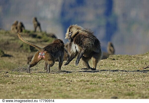 Gelada  gelada  blood-breasted baboon  gelada baboons (Theropithecus gelada)  monkeys  baboons  primates  mammals  animals  Gelada adult male  being confronted by aggressive female  Simien Mountains  Ethiopia  Africa