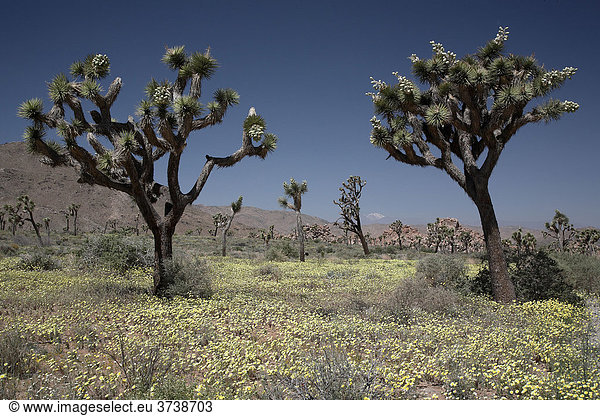 Gelb blühende Wüste (Linanthus aureus)  (Yucca brevifolia)  Joshua Tree National Park  Kalifornien  USA