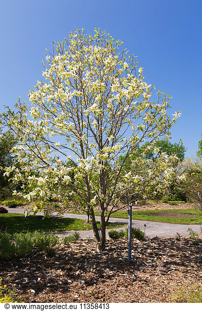 Gelb blühender Magnolien-'Bananensplit'-Baum im Frühling