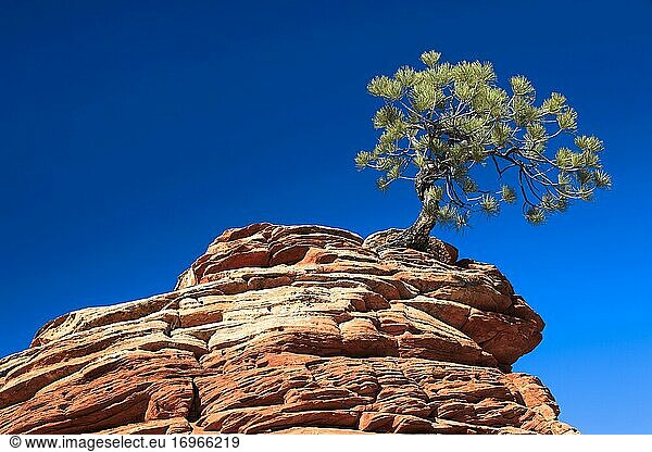 Gelb-Kiefer  Gold-Kiefer  Ponderosa-Kiefer (Pinus Ponderosa)  Ponderosa Pine  knorriger Baum auf Sandstein Turm  Zion National Park  Utah  USA  Nordamerika