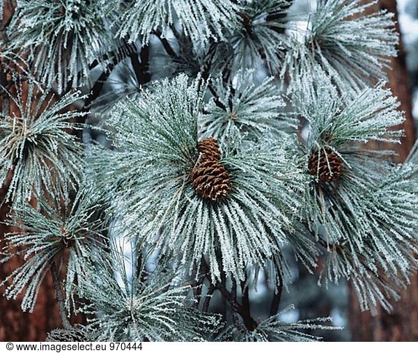 Gelb-Kiefer (Pinus Ponderosa) mit Frost  USA