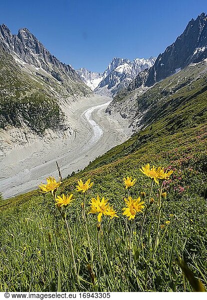 Gelbe Alpenblumen am Berghang  Gletscherzunge Mer de Glace  hinten Grandes Jorasses  Mont-Blanc-Massiv  Chamonix  Frankreich  Europa