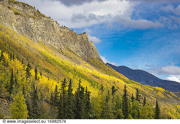 Gelbe Bäume am Berghang in der Nähe des Long Lake im Herbst  Glenn Highway  Southcentral Alaska  Alaska  USA