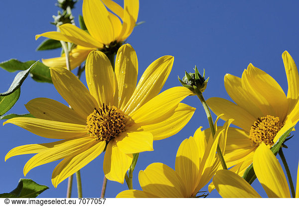 Gelbe Blüten  Topinambur (Helianthus tuberosus)