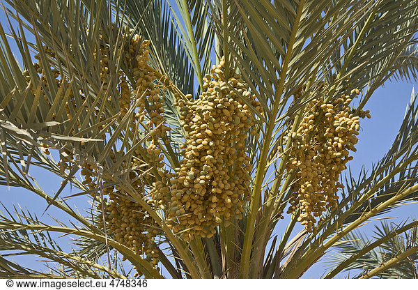 Gelbe Datteln wachsen an einer Dattelpalme (Phoenix dactylifera)  Ägypten  Afrika