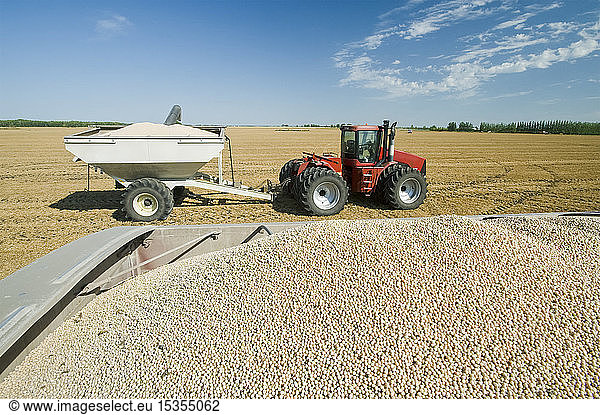 Gelbe Felderbsen auf der Ladefläche eines landwirtschaftlichen Fahrzeugs während der Ernte mit einem Getreidewagen und einem Traktor im Hintergrund in der Nähe von Winnipeg; Manitoba Kanada