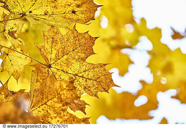 Gelbe Herbstblätter