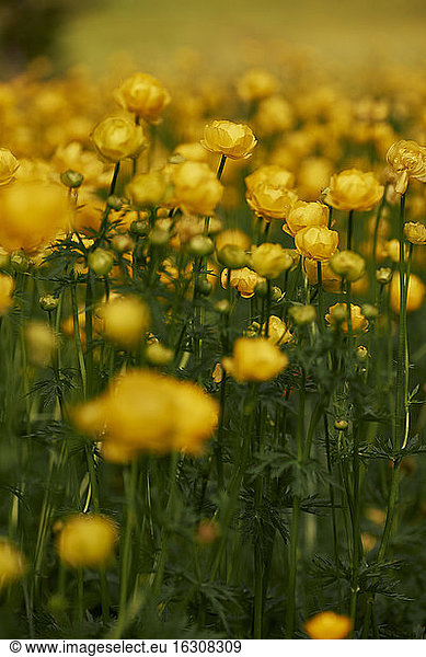 Gelbe Kugelblumen blühen im Frühling