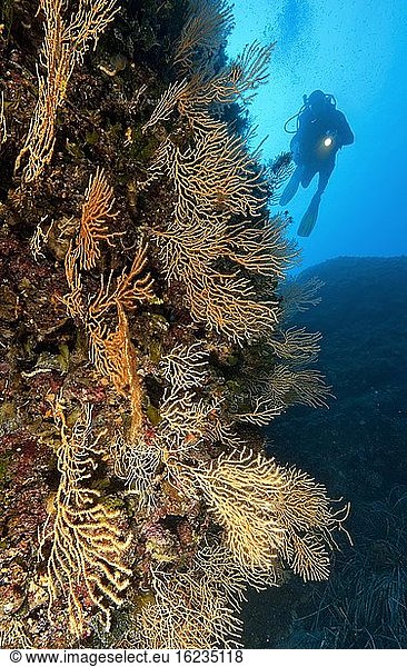 Gelbe Mittelmeer-Hornkoralle (Eunicella cavolinii)  dahinter Sporttaucher mit Unterwasserlampe  Italien  Mittelmeer  Europa