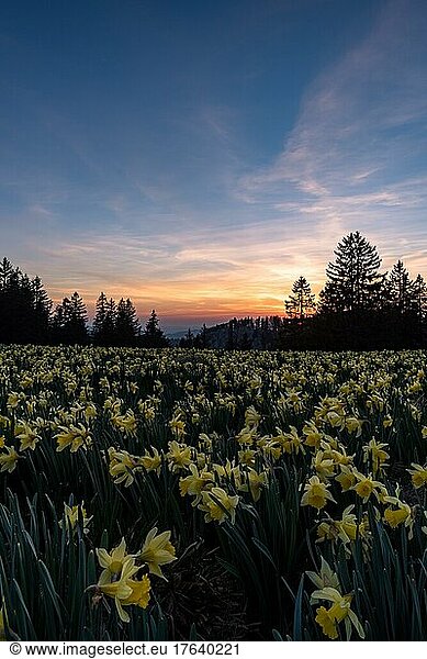 Gelbe Narzisse (Narcissus pseudonarcissus)  Stimmung nach Sonnenuntergang über dem Blumenfeld beim Col de la Vue des Alpes  Neuenburg  Schweiz  Europa