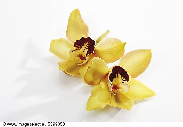Gelbe Orchideen