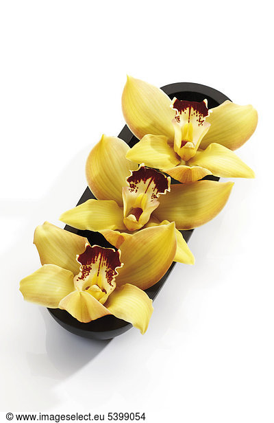 Gelbe Orchideen in Holzschale