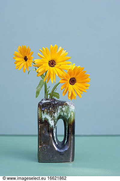 Gelbe Ringelblumen blühen in einer Vase