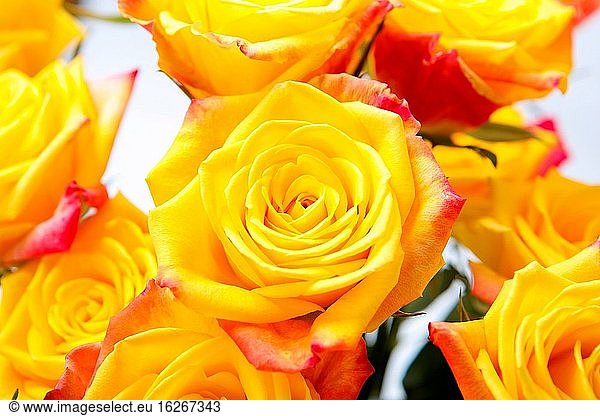 Gelbe Rosen in Nahaufnahme