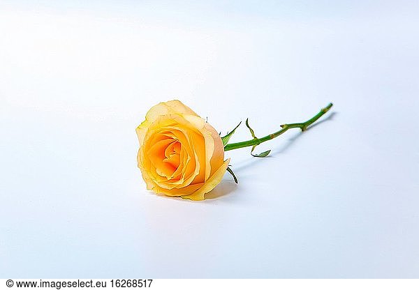 Gelbe Rosen in Nahaufnahme