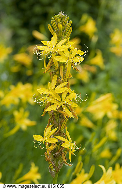 Gelber Affodill oder Junkerlilie (Asphodeline lutea)  blühend  Gartenpflanze  Vorkommen im Mittelmeergebiet