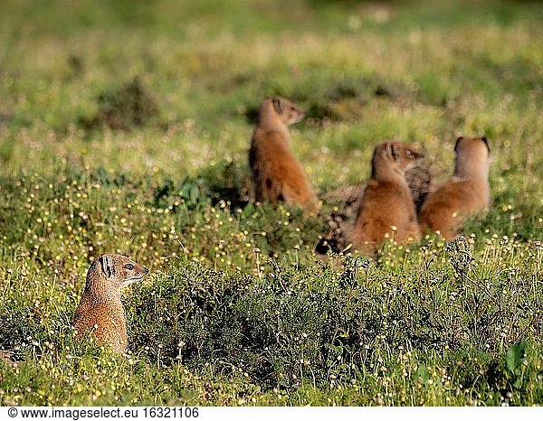 Gelber Mungo (Cynictis penicillata)  auch Rotes Erdmännchen oder Mierkat genannt. Ostkap. Süd Afrika.