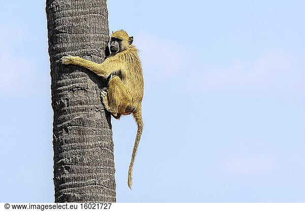 Gelber Pavian (Papio cynocephalus)  der auf eine Lala-Palme klettert. Ruaha-Nationalpark. Tansania.