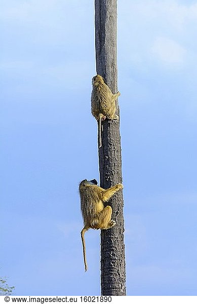 Gelber Pavian (Papio cynocephalus)  der auf eine Lala-Palme klettert. Ruaha-Nationalpark. Tansania.