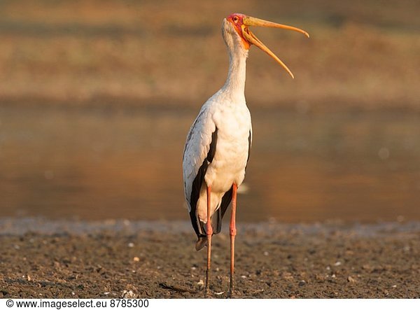 Gelber Storch - Mycteria ibis  Mana Pools Nationalpark  Simbabwe  Afrika