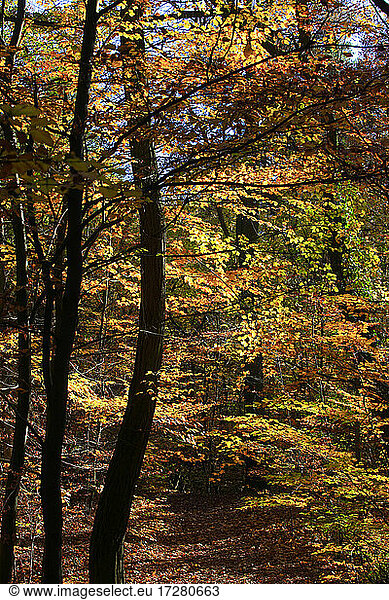 Gelber Wald im Herbst