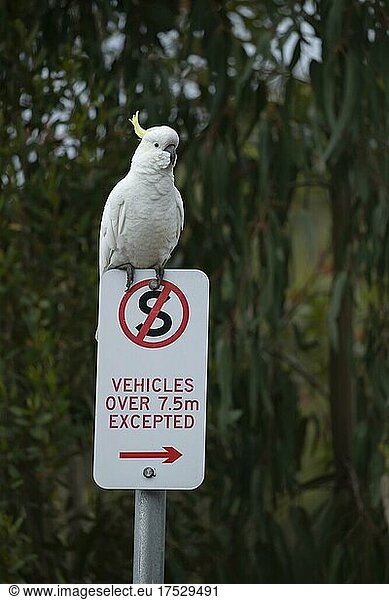 Gelbhaubenkakadu (Cacatua galerita)  Altvogel auf einem Straßenschild sitzend  Lorne  Victoria  Australien  Ozeanien