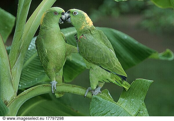 Gelbnacken-Amazonen  Paar (Amazona ochrocephala auropalliata)  Honduras  Mittelamerika