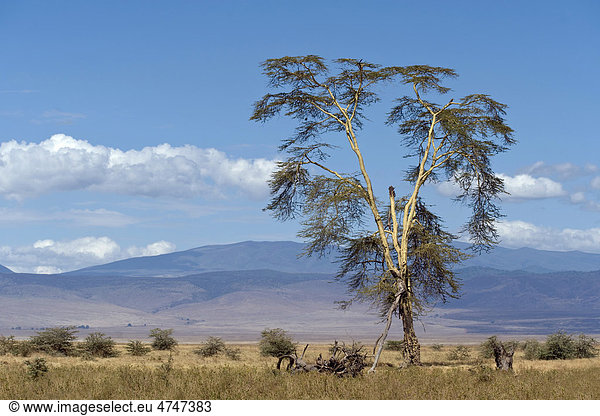 Gelbrindige Akazie (Acacia xanthophloea)  im Ngorongoro Krater  Serengeti-Nationalpark  UNESCO Weltnaturerbe  Tansania  Afrika