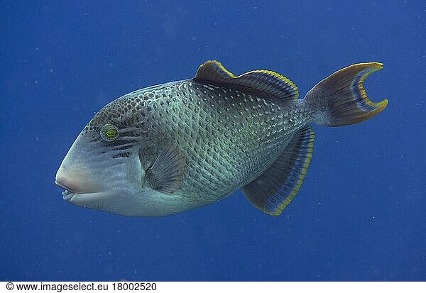 Gelbsaumdrückerfisch  Gelbsaumdrückerfische  Andere Tiere  Fische  Tiere  Drückerfische  Yellowmargin Tr...