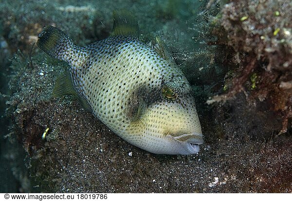 Gelbsaumdrückerfisch  Gelbsaumdrückerfische  Andere Tiere  Fische  Tiere  Drückerfische  Yellowmargin (Tr)